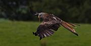 red kite02